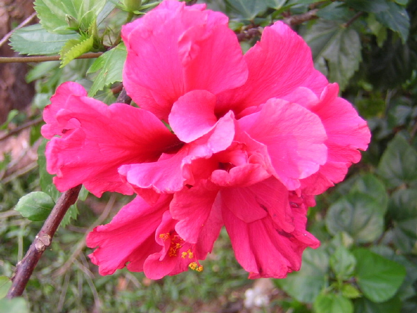 Hibiskus