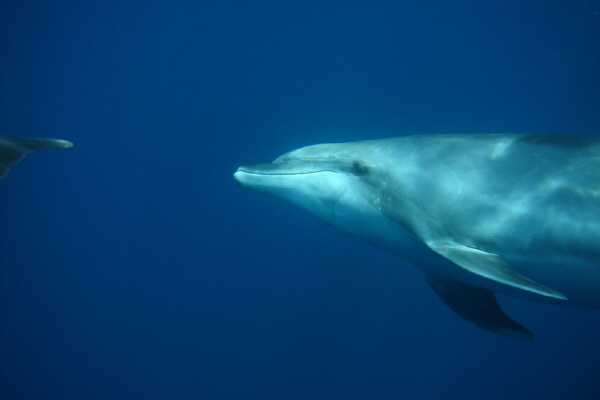 Galapagos 145