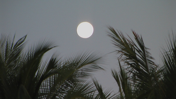 Unter Palmen am Pazifik ist der Vollmond noch ein bichen heller