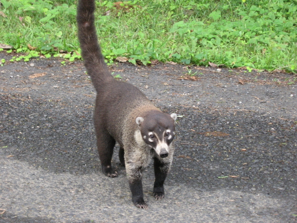 fantastische Tierwelt 