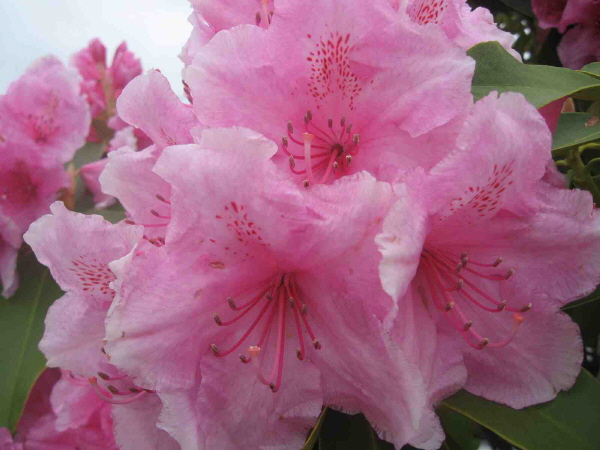 Frühling in Oregon